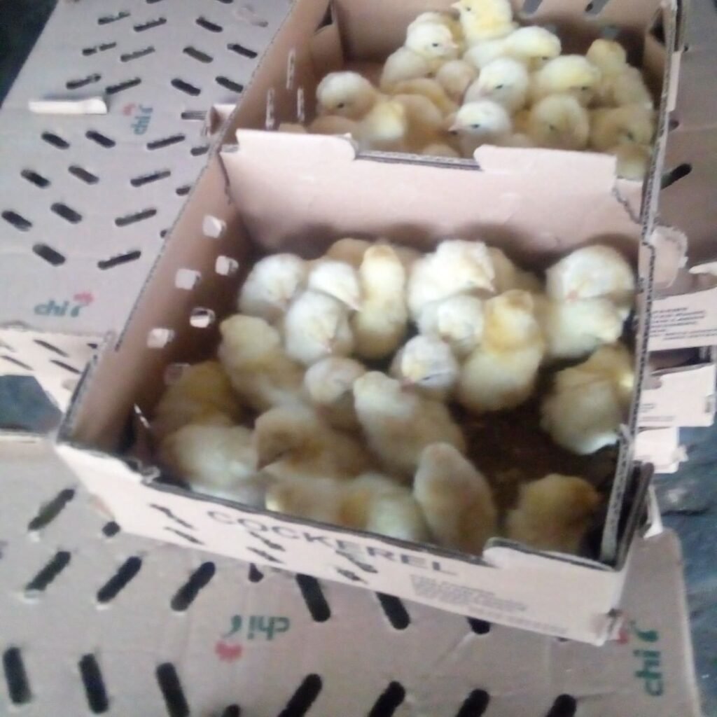 Hyline Layer Chickens - Day-Old