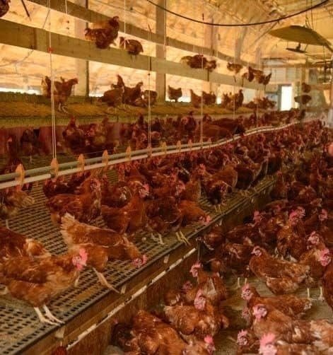 Hyline Layer Chickens - 15 Weeks