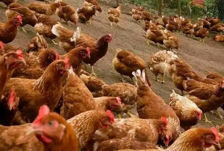Hyline Layer Chickens - Point of Lay (18-21 Weeks)